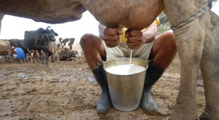 86b9960304 producao de leite