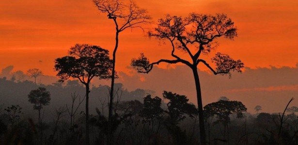 País atingiu recorde de produção de madeira em tora de florestas