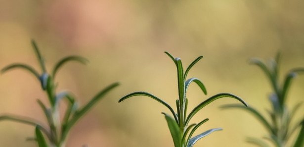 Ch Para Tosse Seca Conhe A O Rem Dio Natural Para Tosse Seca E Como