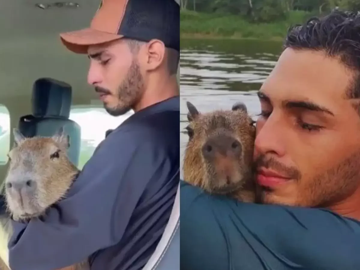 Justi A Manda Devolver Capivara Fil Capivara Fil Volta Para Casa De