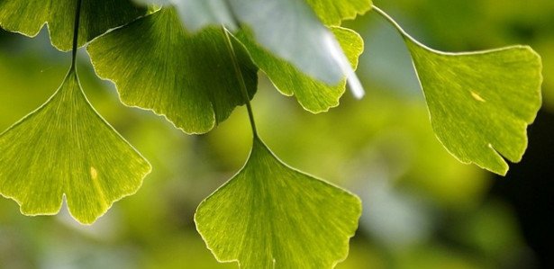 GINKGO BILOBA MELHORA A VISÃO Confira os 7 PRINCIPAIS BENEFÍCIOS DO