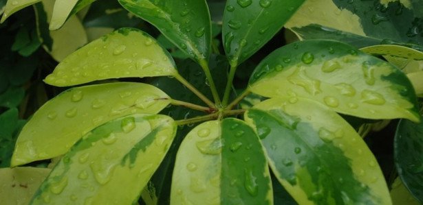 PLANTAS PARA ATRAIR DINHEIRO Saiba quais são as plantas que atraem