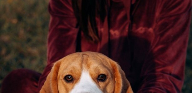 Curiosidades sobre o beagle Veja fatos incríveis e curiosos sobre esta