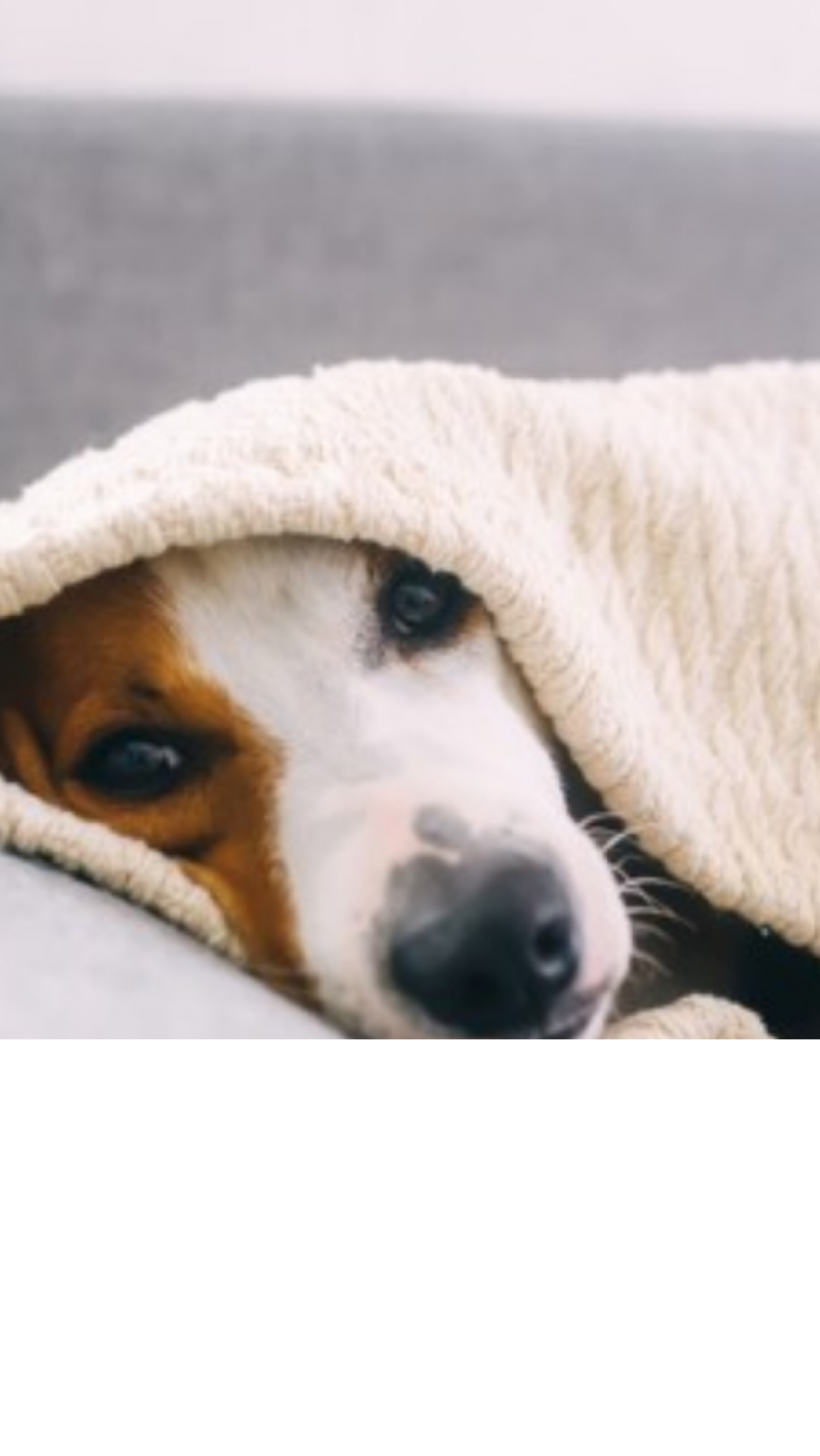 CACHORRO E GATO SENTEM FRIO Conheça dicas importantes para proteger