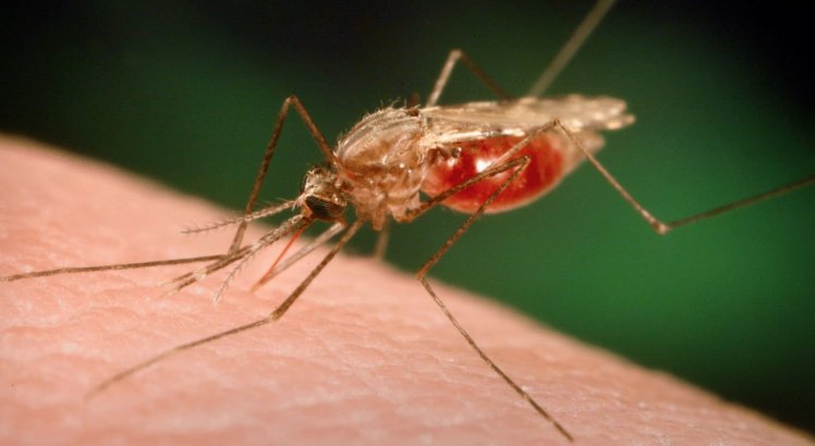 Malária: casos no Brasil estão em queda, afirma infectologista