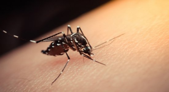 A dengue é transmitida pelo mosquito Aedes aegypti