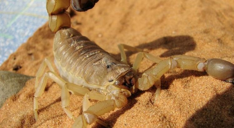 Escorpião