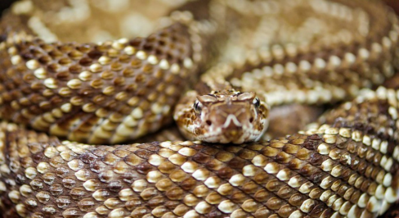 A cascavel é uma das serpentes venenosas mais comuns em Pernambuco