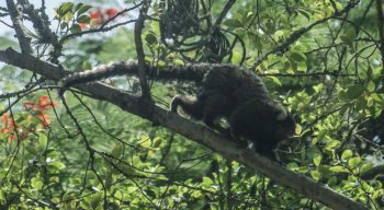 Estudo indica que animais mortos por humanos poderiam estar infectados
