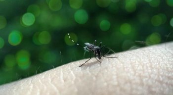 A investigação desse tipo de doença exantemática (manchas vermelhas na pele) leva em consideração a hipótese de que possa ser uma forma atípica de zika, transmitida pelo Aedes aegypti