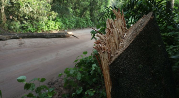 Criminosos derrubaram árvore no meio da estrada 