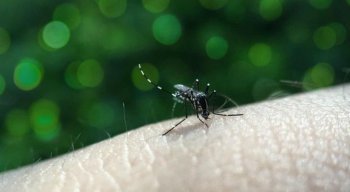 Aedes aegypti é o mosquito transmissor da dengue
