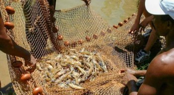 O Guia de Consumo Responsável de Pescado pesquisou 38 espécies de peixe de maior valor comercial, que são as mais procuradas pelos consumidores