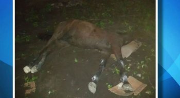 Égua levou choque ao encostar em poste