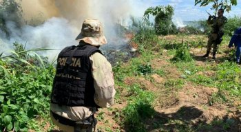 Além dos 271 mil pés de maconha, também foram destruídos 104 plantios e 350 mil mudas da planta
