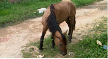 O cavalo está há quatro dias precisando de ajuda