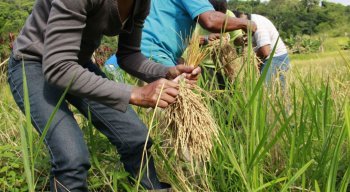 O governo federal divulgou nota para informar sobre a abertura do mercado mexicano para a compra de arroz brasileiro