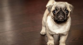 A Terceira Turma do STJ decidiu que a convenção de condomínio residencial não pode proibir de forma genérica a criação e a guarda de animais de qualquer espécie nas unidades autônomas