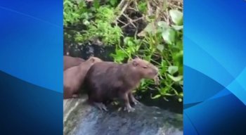 Três capivaras foram flagradas no local