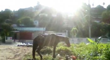 Cavalo foi atropelado em Dois Carneiros