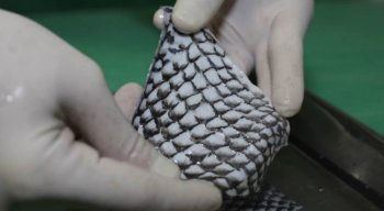Para o professor idealizador do experimento, a iniciativa do estudante reforça a importância da pesquisa científica para o país