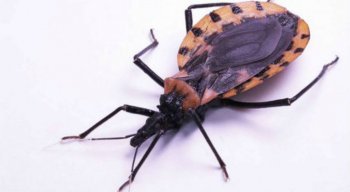 A doença de chagas é causada pelo protozoário Tripanossoma cruzi, cujo vetor é o