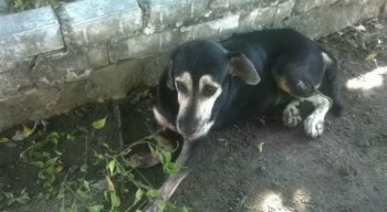 O cachorro foi socorrido e encaminhado para o Hospital Veterinário do recife