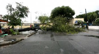 A árvore interditou a Rua do Pombal