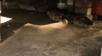 Jacaré apareceu na orla do Janga