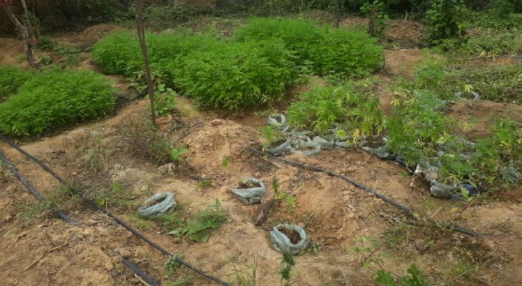 Plantação de mais de 26 mil mudas de maconha equivalia a 7 toneladas da droga