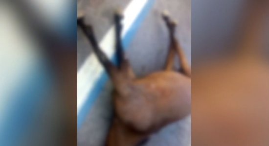 Égua prenha é encontrada morta em faixa de ônibus no bairro da Torre