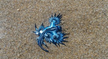 Dragão Azul foi visto na orla de Piedade, em Jaboatão dos Guararapes