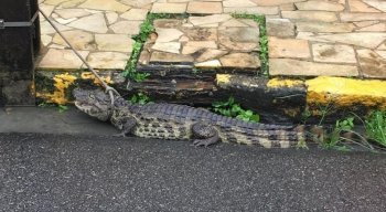 Moradores aguardam resgate do animal