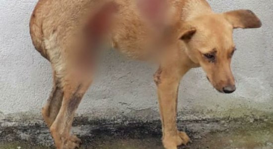 Image result for Mulher Ã© suspeita de jogar soda cÃ¡ustica em cadela em Belo Jardim