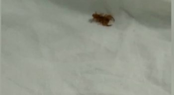 O menino acordou sentindo dor e dizendo que tinha sido picado por uma formiga
