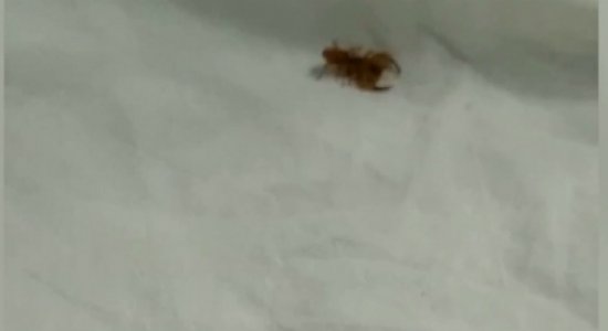 CrianÃ§a Ã© picada por escorpiÃ£o no Hospital da RestauraÃ§Ã£o