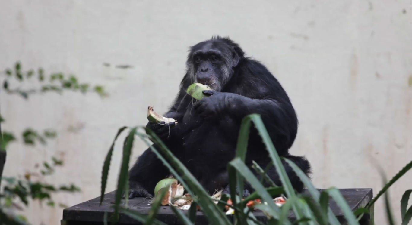 Parque Dois Irmãos acolhe 'Liz', uma bebê macaco de espécie