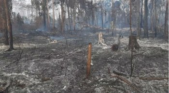 O maior número de focos de incêndios florestais é registrado durante os meses de agosto e setembro