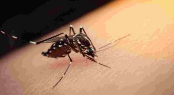 Segundo a Secretaria Municipal de Saúde menina morre suspeita de Dengue.