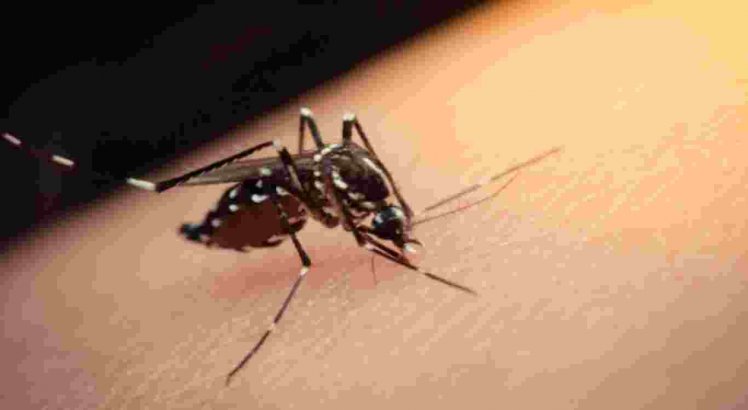 Segundo a Secretaria Municipal de Saúde menina morre suspeita de Dengue.