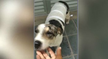 A cadela passou por tratamento e passa bem