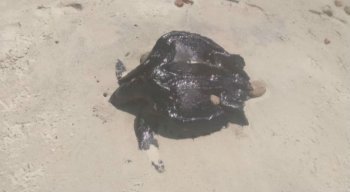 As tartarugas foram encontradas na praia de Cocaia, no Cabo de Santo Agostinho.