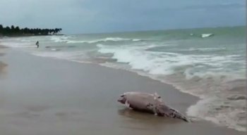 Banhistas filmaram o corpo do golfinho morto na praia