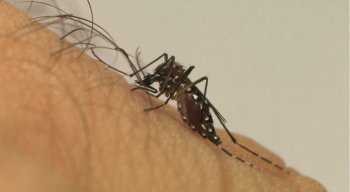 Mosquito da dengue