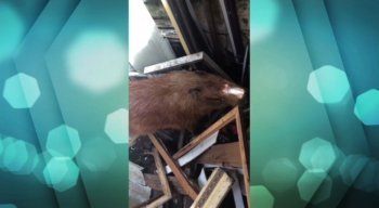 O animal caiu do telhado do galpão do estabelecimento e assustou moradores da região