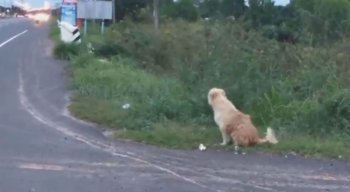 O cachorro se perdeu dos donos durante uma viagem