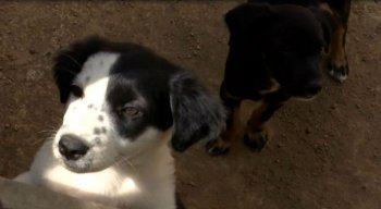 A população conta que encontram os animais mortos nas ruas