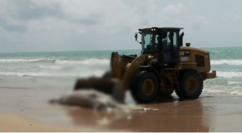 O animal foi encontrado na orla da praia de Boa Viagem