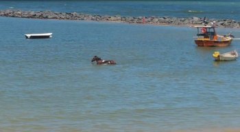 Os cavalos aparecem dentro da água do mar