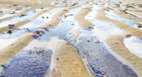 Manchas de óleo invadem Praia dos Carneiros, em Tamandaré